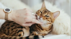 Как да нахраним котката при уролитиаза